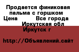 Продается финиковая пальма с горшком › Цена ­ 600 - Все города  »    . Иркутская обл.,Иркутск г.